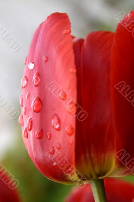 Tulip in drops of a rain.