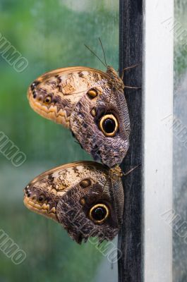 Couple of butterflies on the frame