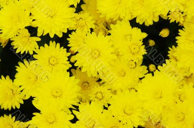 Yellow flower background. Yellow chrysanthemum.