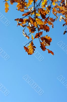 oak leaves on blue sky