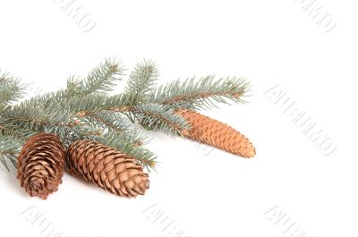 Branch of fir tree and cones.