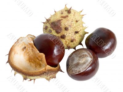 The great English Conker