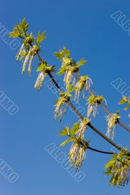 Spring: green against blue