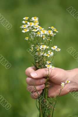 Give some flowers