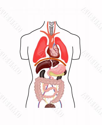 scheme of inner structure