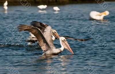 Pelicans at Play