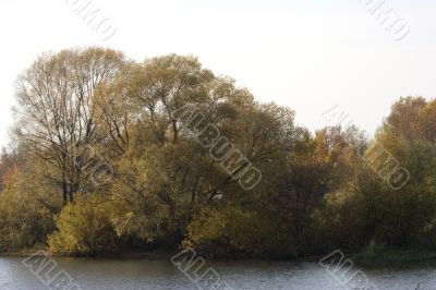  Autumn trees near the lake`s shore