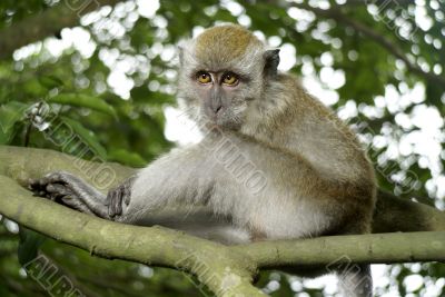 Monkey on branch