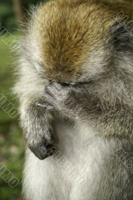 Macaque monkey with regret Macaque monkey with regret