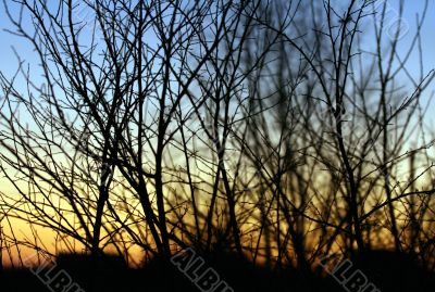 The plant branches in twilight