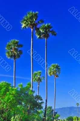 Palm Tree Palm Tree