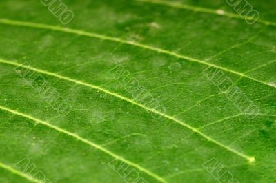 Leaf