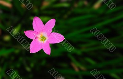 Spring Flowers