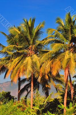 Palm Tree Palm Tree