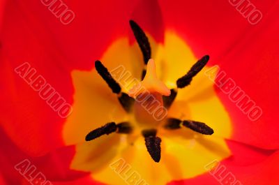 Spring Flower