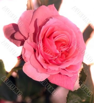 Solitary Rose