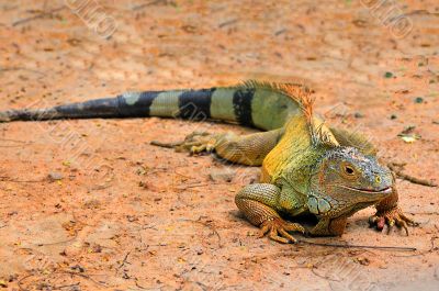 Iguana
