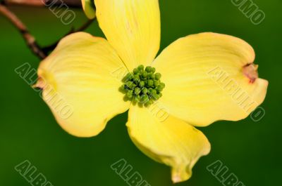Spring Flower Spring Flower
