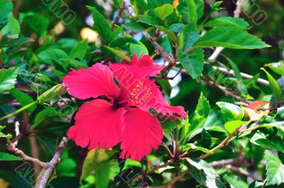 Hibiscus