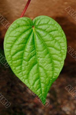 Leaf Macro Leaf Macro