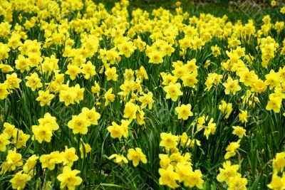 Dafodils Dafodils