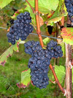 french grapes Pinot noir in Alsace