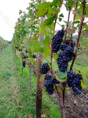 french grapes Pinot noir in Alsace region