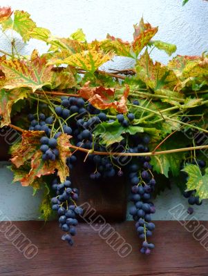 french grapes on wall in Alsace