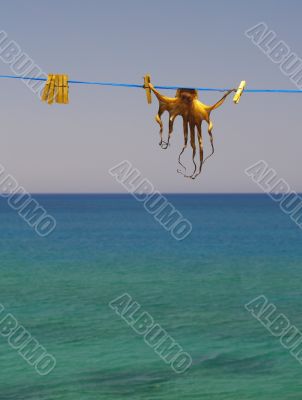 dried cuttlefish dried cuttlefish