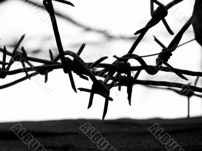 Barbed wire