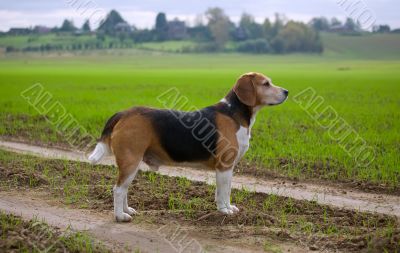 An adult beagle dog in the countryside