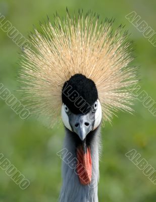 Grey crowned crane full-face