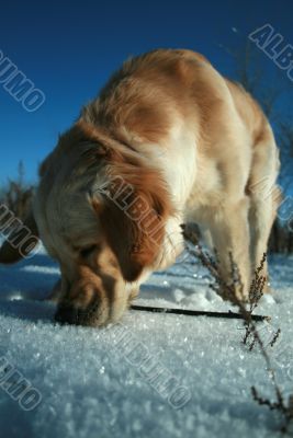 Labrador retriever on hunt
