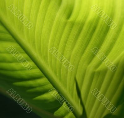 Green leaf