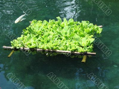 floating plants with fish