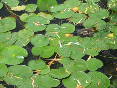 baby duck in a small pond