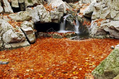 Sea Of Fallen Leaves