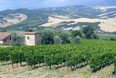 Vineyards of Montalcino (Tuscany)