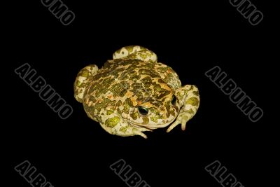 Green toad