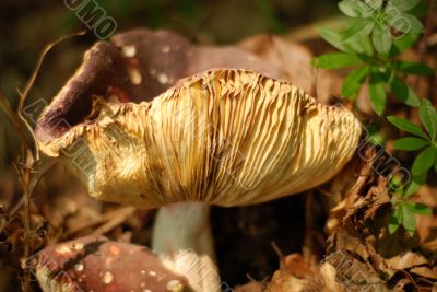 Mushroom Mushroom