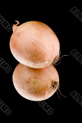 onion on black