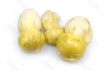 mushroom mushroom