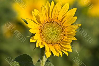 sunflower sunflower