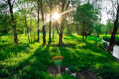 sunset in the forest