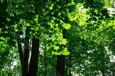 green maple forest