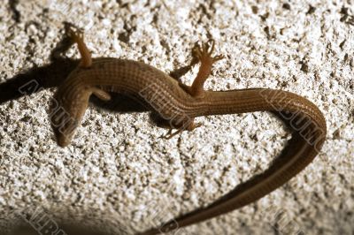 Skink Lizard Skink Lizard