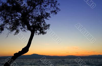 Tree silhouette against sunset