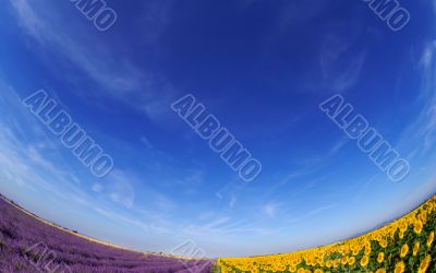 Lavender and sunflower fileds under blue sky