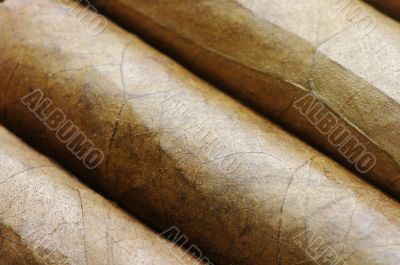 Cigars in a row close-up