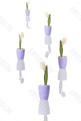 Tulips Tulips